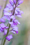 Racemed milkwort